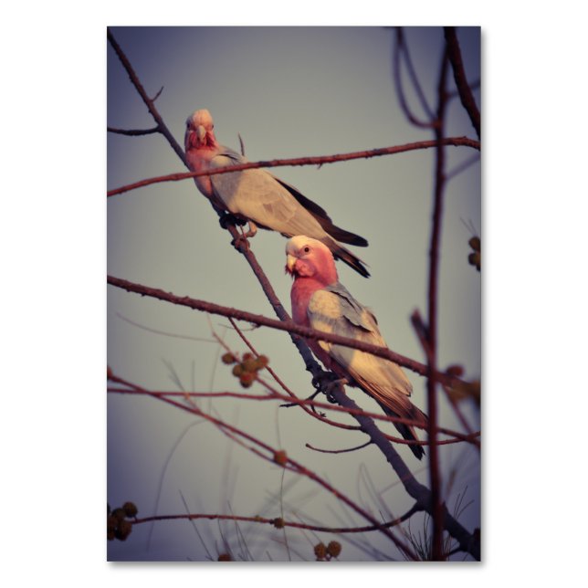 Galle Vögel in Baum 1 Tischnummer (Vorderseite)