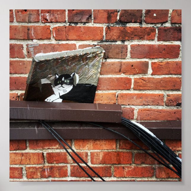 Galleenkatze Poster (Vorne)