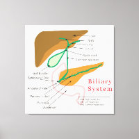 Gallendiagramm-Gallenkarte