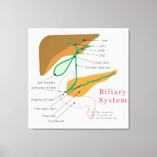 Gallendiagramm-Gallenkarte Leinwanddruck