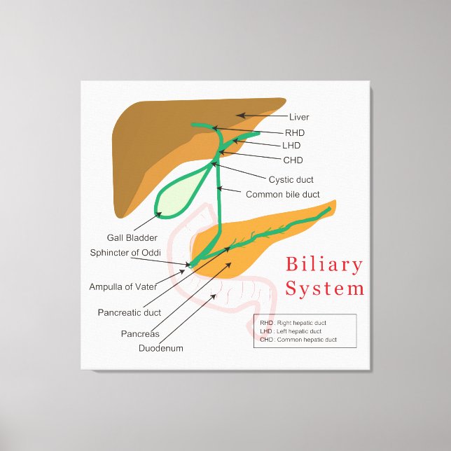 Gallendiagramm-Gallenkarte Leinwanddruck (Vorderseite)