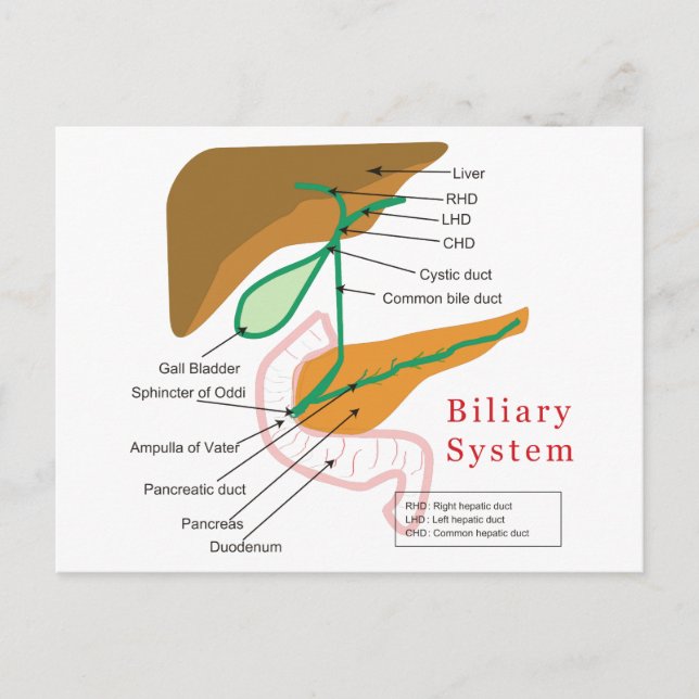 Gallendiagramm-Gallenkarte Postkarte (Vorderseite)