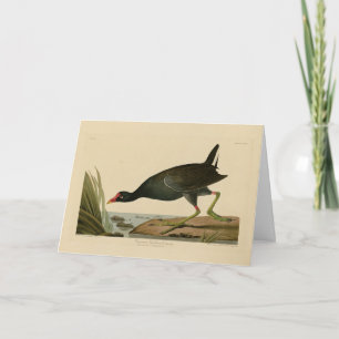Gallinule von Audubons Vögeln Amerikas Karte