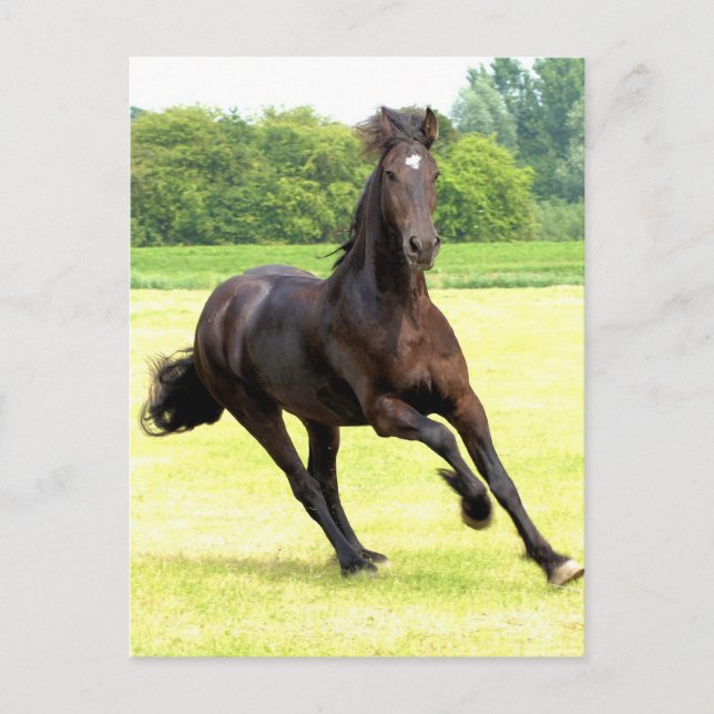 Galloping Horse Postcard Postkarte (Vorderseite)