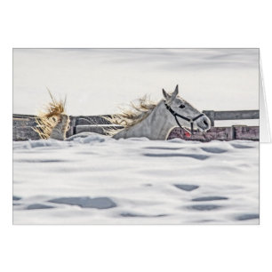 Galloping im Schnee