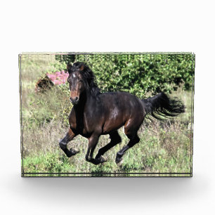 Galloping Kastanienpferd Fotoblock