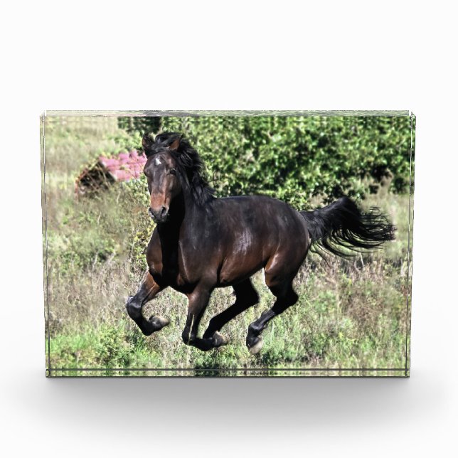 Galloping Kastanienpferd Fotoblock (Vorderseite)