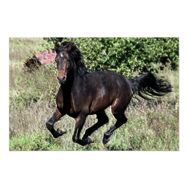 Galloping Kastanienpferd Poster (Vorderseite)