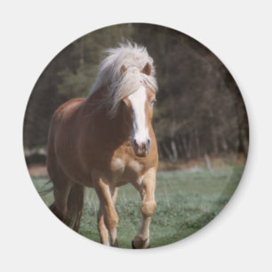 Galloping Palomino Magnet