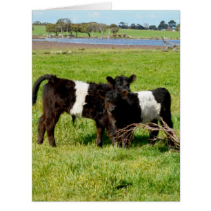 Galloway Baby Calves,