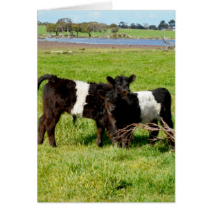 Galloway Baby Calves,
