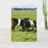 Galloway Baby Calves, Geburtstag