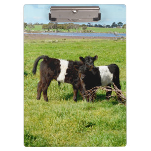 Galloway Calves, Clipboard Klemmbrett
