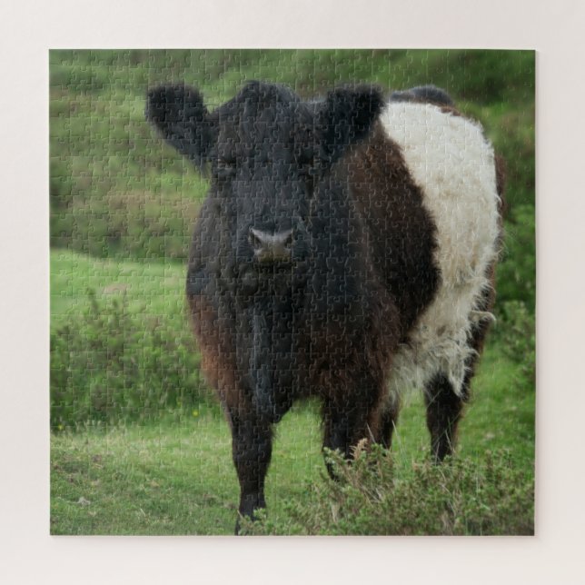 Galloway Cow (Vertikal)