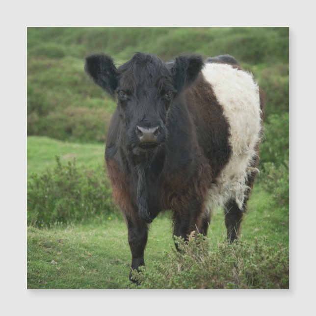 Galloway Cow Magnetkarte (Vorderseite)