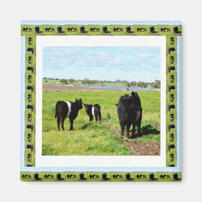 Galloway Cows Framed Fridge Magnet (Vorne)