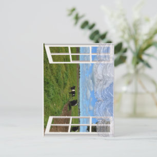 Galloway Cows Through a Window, Postcard Postkarte