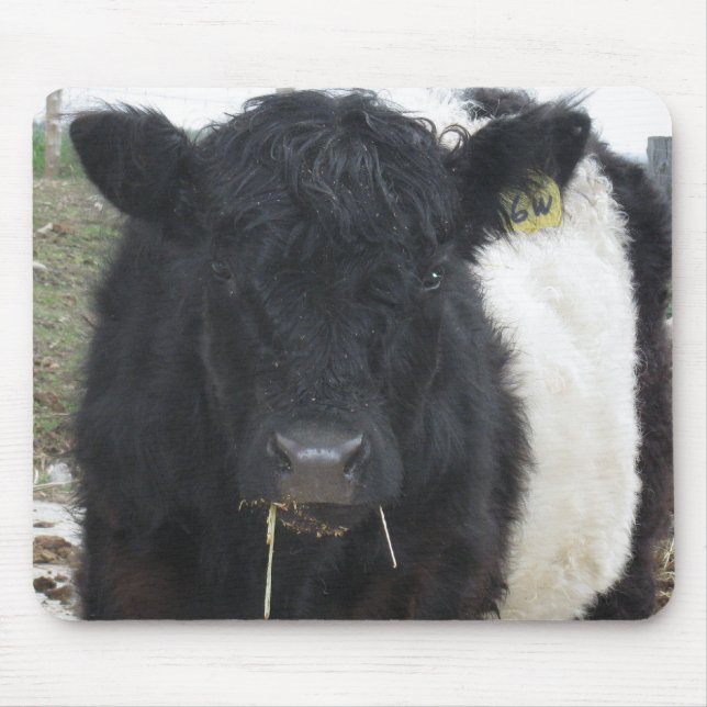 Galloway Kuh Eating Hay Mousepad (Vorne)