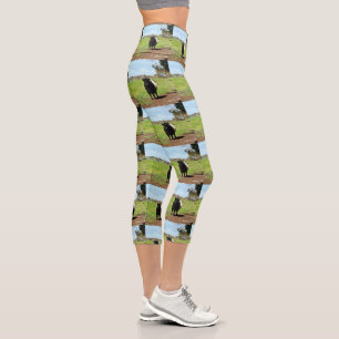 Galloway Kuh im Land, Hochkapseln-Leggings, Capri Leggings