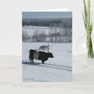 Galloway Kuh in einer verschneiten Landschaftskart Karte
