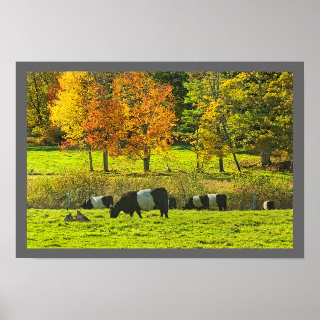 Galloway-Kuh in Glockenhaltung auf Rockport-Maine- Poster (Vorne)