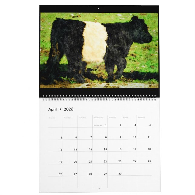Galloway Kuh Rind Aquarellbilder Kalender (Apr 2026)