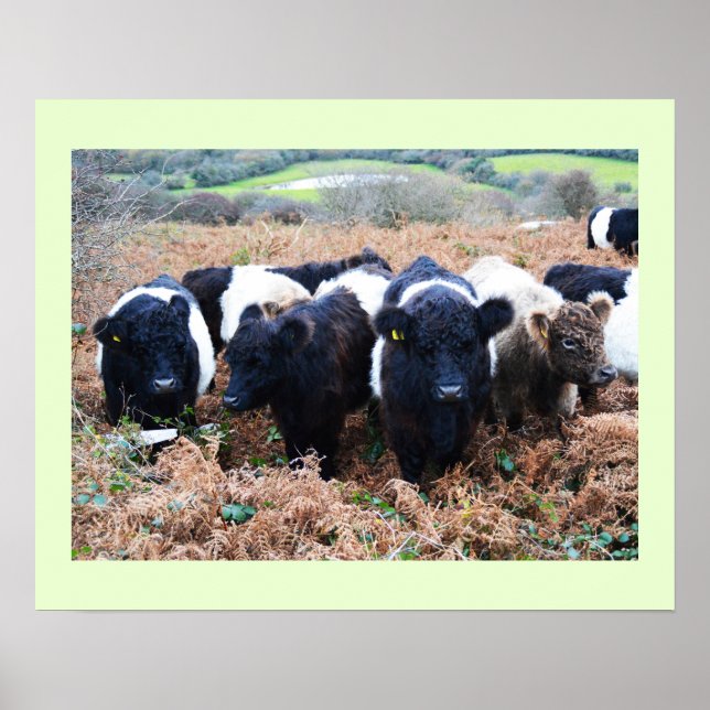 Galloway-Rinder in Cornwall Poster (Vorne)