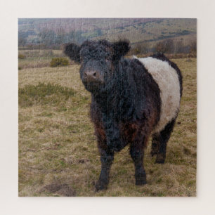 Galloway Stehend Stolz auf Dartmoor Farmlan