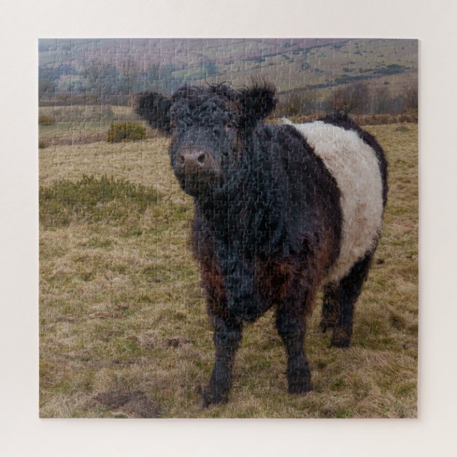 Galloway Stehend Stolz auf Dartmoor Farmlan (Vertikal)