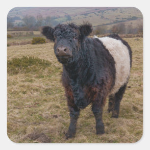 Galloway Stehend Stolz auf Dartmoor Farmlan Quadratischer Aufkleber