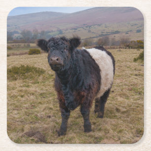 Galloway Stehend Stolz auf Dartmoor Farmlan Rechteckiger Pappuntersetzer