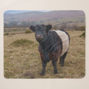 Galloway Stehend Stolz auf Dartmoor Farmlan Sherpadecke
