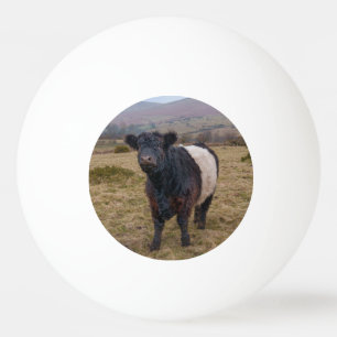 Galloway Stehend Stolz auf Dartmoor Farmlan Tischtennisball