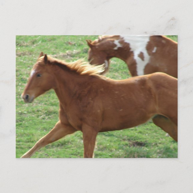 Galopp Postkarte (Vorderseite)