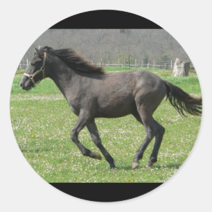 Galoppierender Colt-Aufkleber Runder Aufkleber