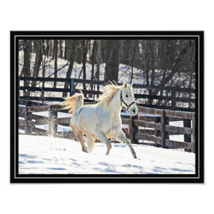 Galoppierendes weißes Pferd Fotodruck