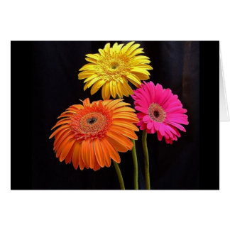 GALORE GERBERAS 2