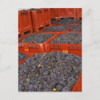 Gamay-Trauben aus der Ernte im