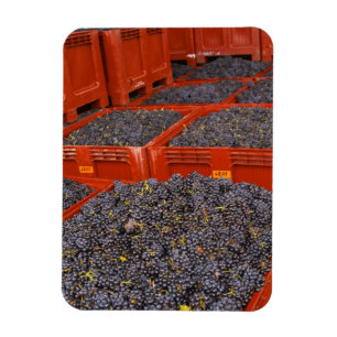 Gamay-Trauben direkt vom Ernteort bei der Magnet