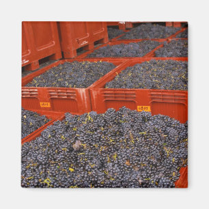 Gamay-Trauben direkt vom Ernteort in der Magnet
