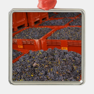 Gamay-Trauben direkt von der Ernte in der Ornament Aus Metall