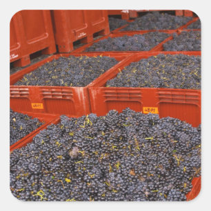 Gamay-Trauben direkt von der Ernte in der Quadratischer Aufkleber