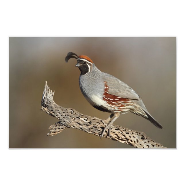 Gambels Quail Fotodruck (Vorne)