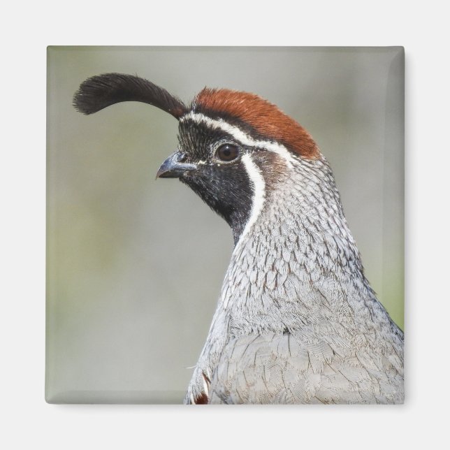 Gambels Quail Magnet (Vorne)