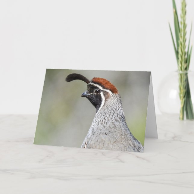 Gambel's Quail Notecard Karte (Vorderseite)
