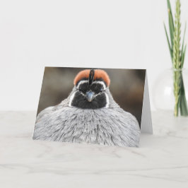Gambel's Quail Notecard Karte