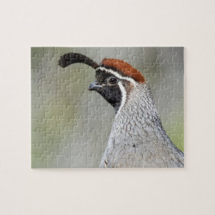 Gambels Quail-Puzzle