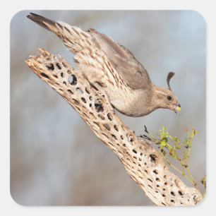 Gambels Quail Quadratischer Aufkleber