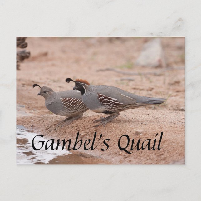 Gambel's Quail trinken Postkarte (Vorderseite)