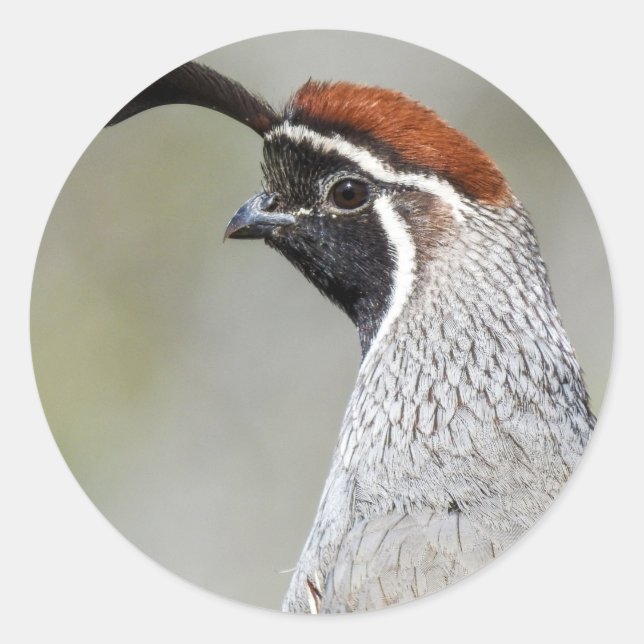 Gambels Quailaufkleber Runder Aufkleber (Vorderseite)
